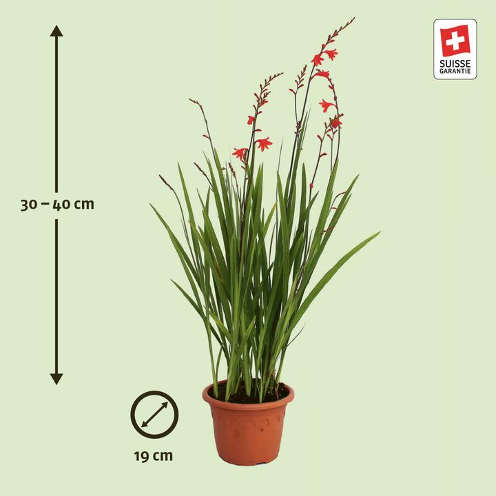 Immagine prodotto Zulauf Crocosmia croc.(x) 'Red King' / Monbretie 'Red King' (30 cm)