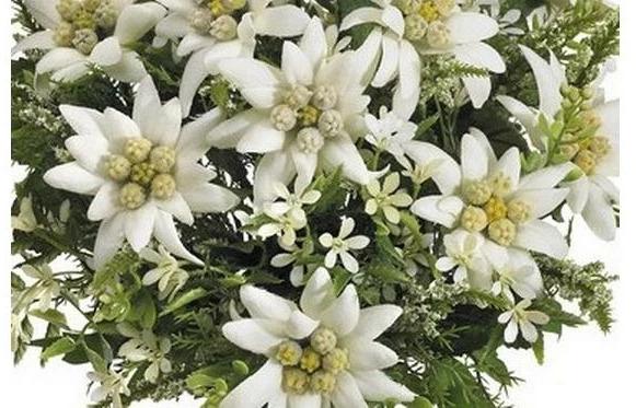 Actual product image Dekomat Artificial flower Edelweiss bouquet 29 cm (29 cm)