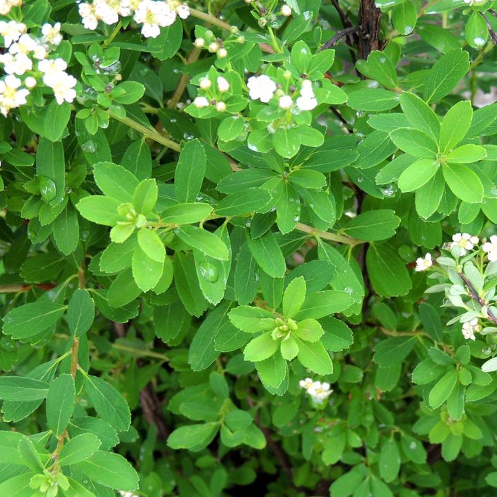 Actual product image Zulauf Tosa Spirea (80 cm)