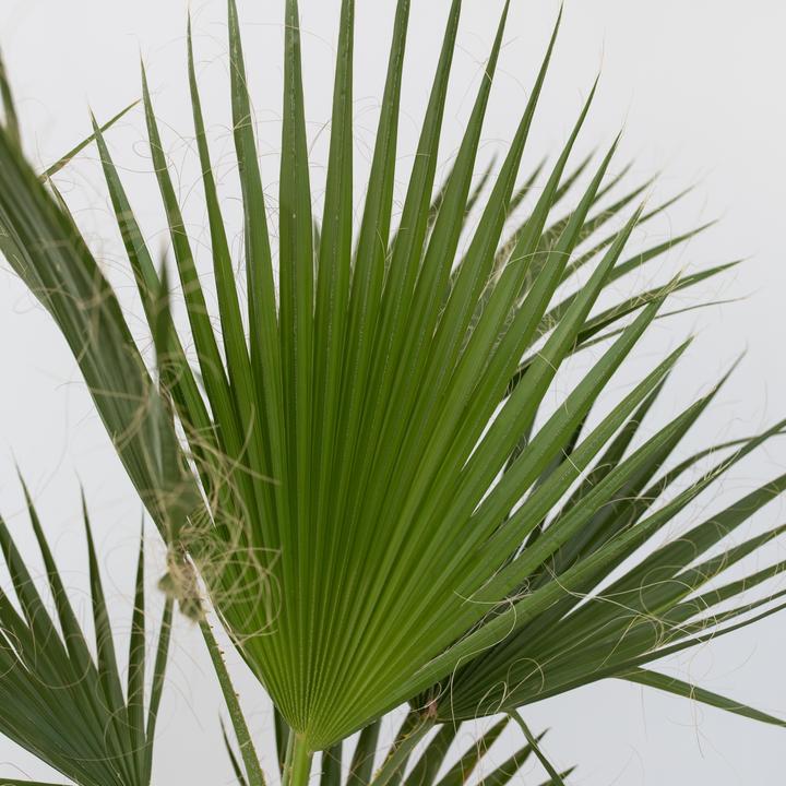 Produktbild Plant in a Box Washingtonia Robusta - 2er Set Mexikanische Fächerpalme (50 cm)