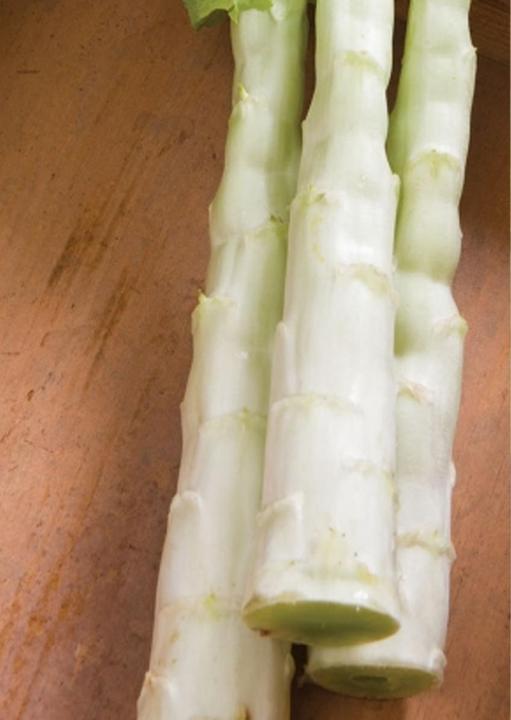 Image du produit Tropica Laitue asperge chinoise 'Spring Tower Celtuce' Latuca sativa var. asparagina (Graines de légumes)