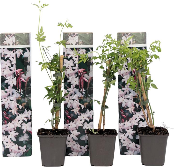 Actual product image Plant in a Box Trachelospermum jasminoides 'Officinale' - Set of 3 Jasmine (25 cm)