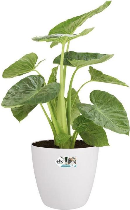 Actual product image Elho Brussels (40 cm)
