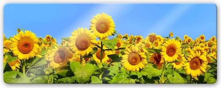 Produktbild Trenddeko Sonnenblumenfeld - Panorama (120 x 50 cm)