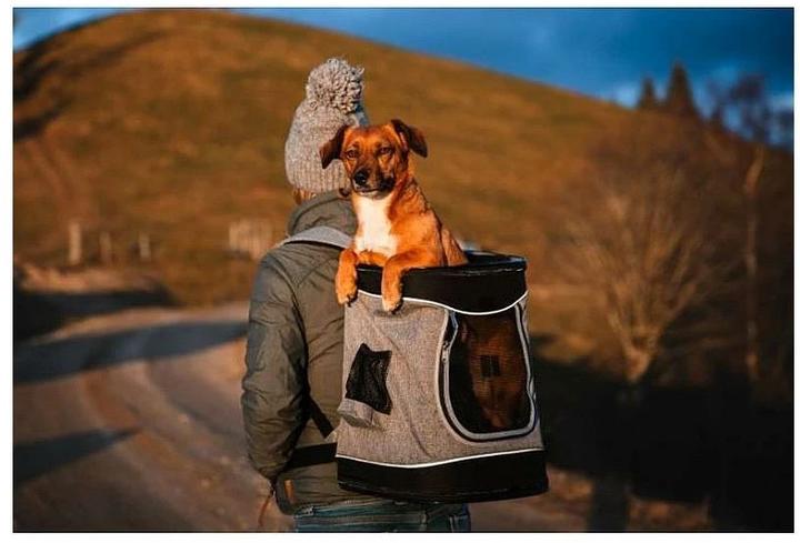Produktbild Deek Pets Leon (Hund, Reflektoren, Atmungsaktiv)