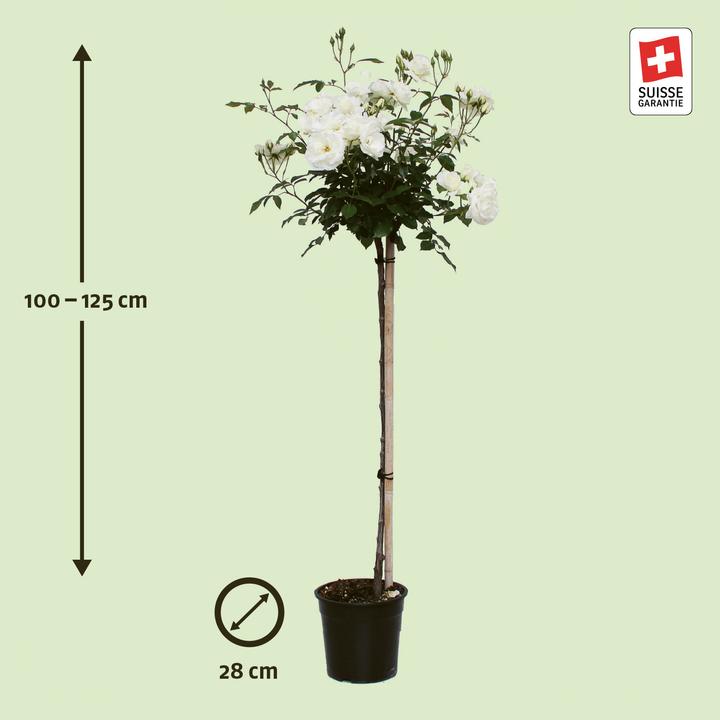 Produktbild Zulauf Strauchrose / Rosa (STR) 'Schneewittchen'® (120 cm)