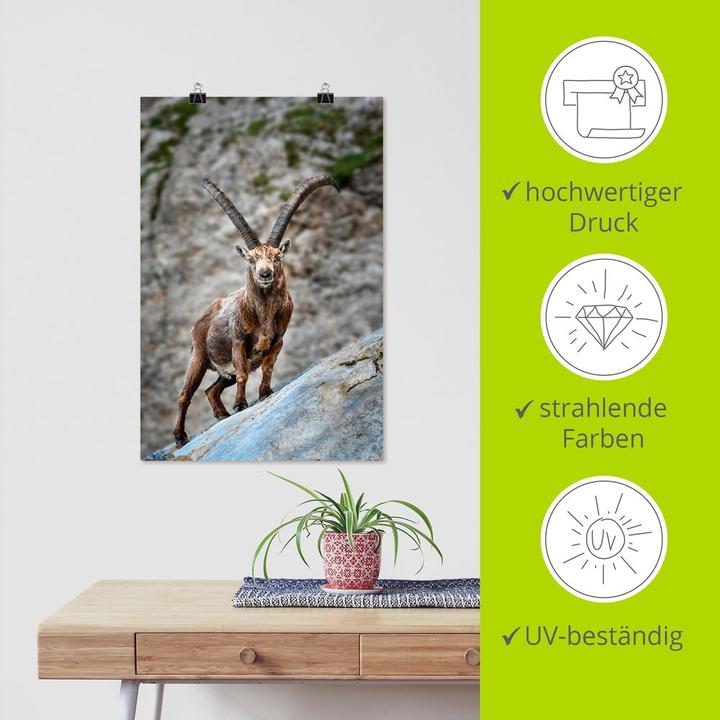 Produktbild Artland Steinbock mit grossen Hörnern U3VG (40 x 60 cm)