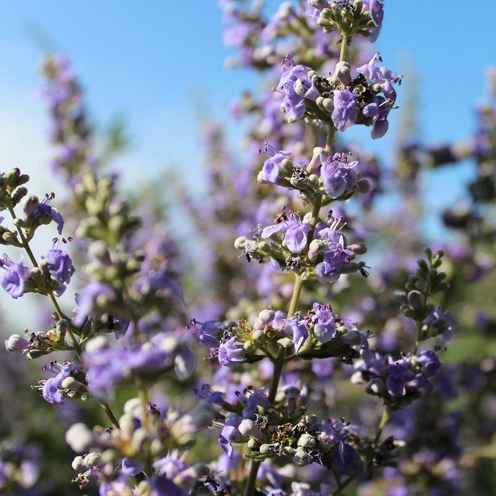 Immagine prodotto Zulauf Mönchspfeffer / Vitex agnus-castus (40 cm)