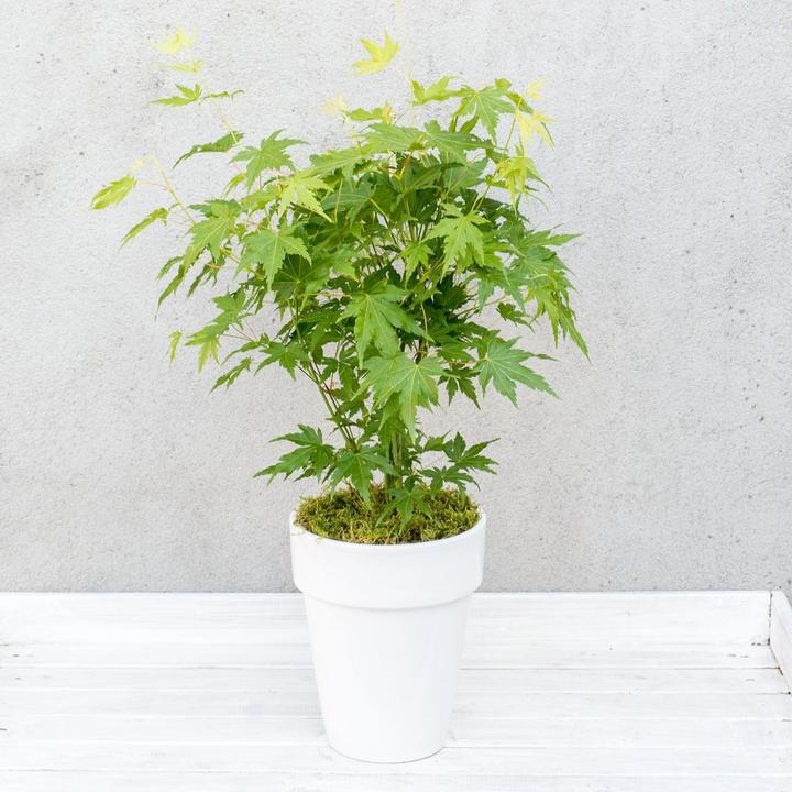 Produktbild Plant in a Box Acer palmatum 'Going Green' - Japanischer Ahorn (25 cm)