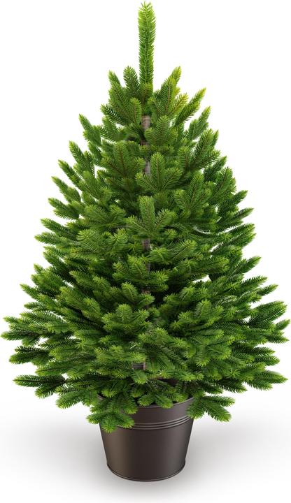 Artitree Weihnachtsbaum 60 cm im Topf (60 cm)