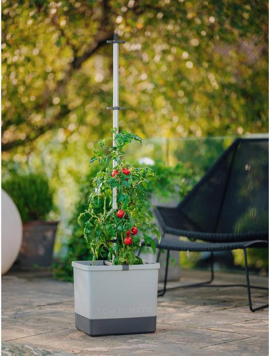Image du produit Gusta Garden Tom Tomato (35 cm)
