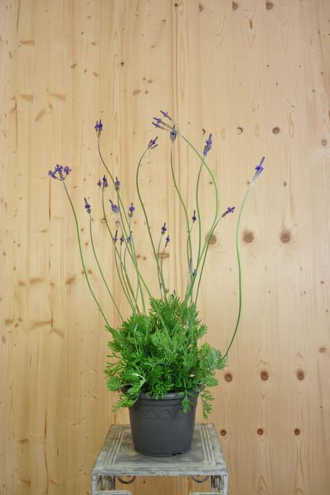 Immagine prodotto Säntispracht La Lavanda Canaria - Lavendula 'pinnata' (80 cm)