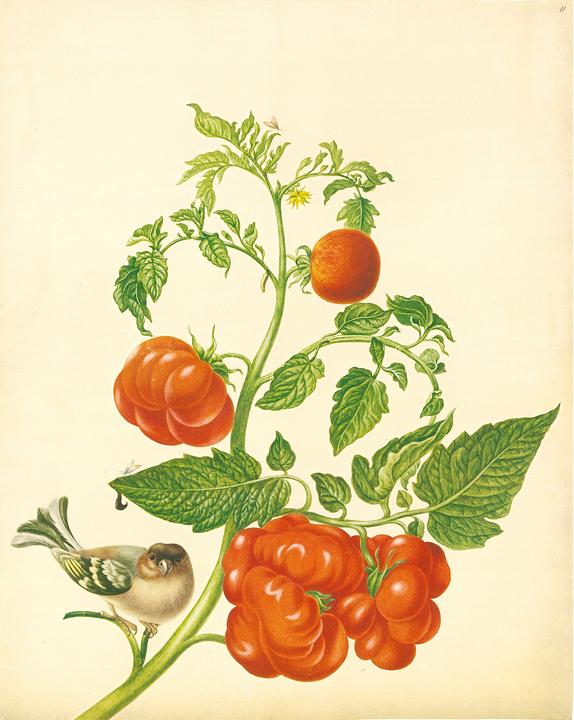 Immagine prodotto Maria Sibylla Merian - St. Petersburger Aquarelle (Jubilumsausgabe) (Tedesco, Merian, MariaSibilla, 2025)