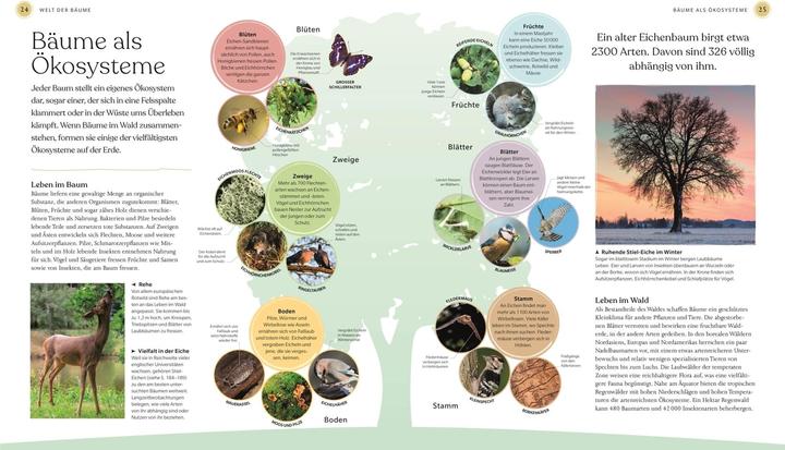 Produktbild Bäume - Eine Natur- und Kulturgeschichte (Deutsch, Andrew Mikolajski, Michael Scott, Keith Rushforth, Dr. Ross Bayton, Agnes Pahler, 2022)