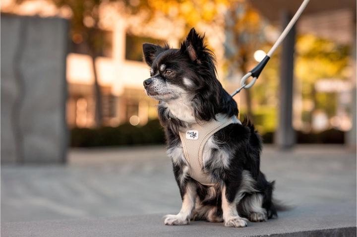 Produktbild Curli Geschirr Vest Air-Mesh (S, Hund, Allgemein)