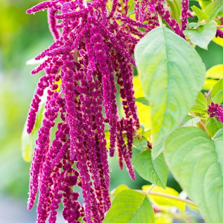 Produktbild Rausch Repair mit Amaranth (30 ml)