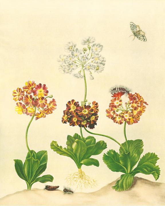 Immagine prodotto Maria Sibylla Merian - St. Petersburger Aquarelle (Jubilumsausgabe) (Tedesco, Merian, MariaSibilla, 2025)