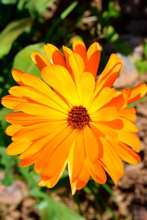 Produktbild Living Seeds Ringelblume (Blumensamen)