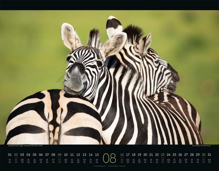 Immagine prodotto Wildes Afrika Kalender 2026 (54 x 42 cm, Copertina rigida, Inglese, Francese, Tedesco)