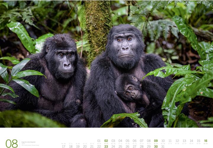 Actual product image Afrika - Gallery Kalender 2026 (66 x 50 cm, Hardcover, German, English)