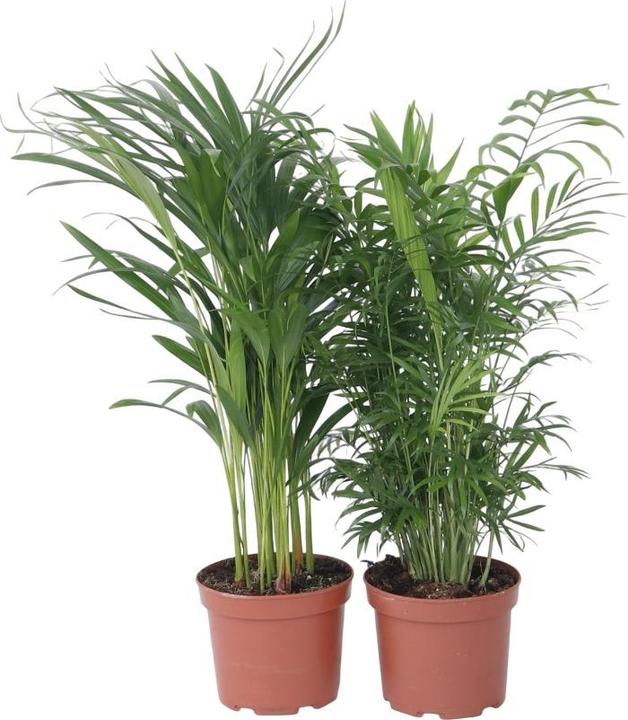 Produktbild Plant in a Box Chamaedorea Elegans, Dypsis lutescens - 2er Mischung Indoor Palme (60 cm)