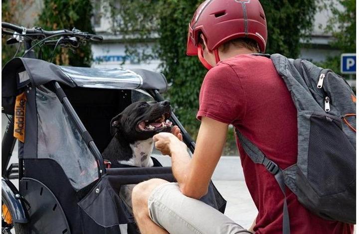 Actual product image AddBike Dog Kit (bundle + CarryDog)