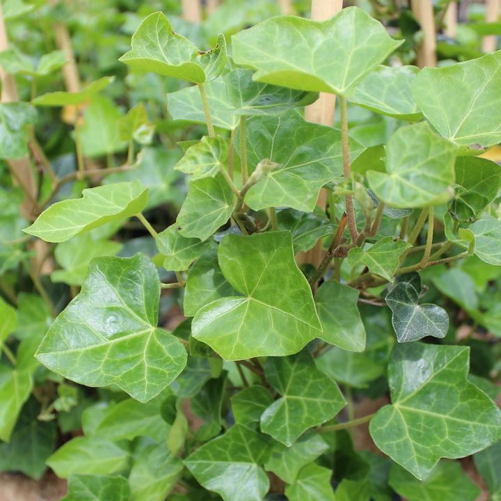 Produktbild Zulauf Grossblättriger Efeu / Hedera hibernica (125 cm)