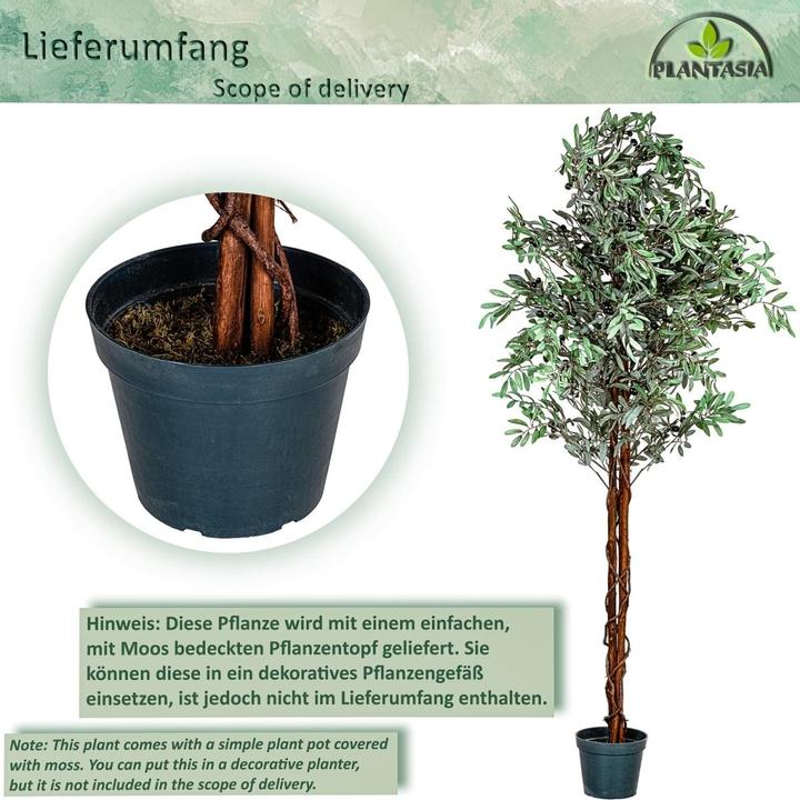 Image du produit Plantasia Olivier (180 cm)