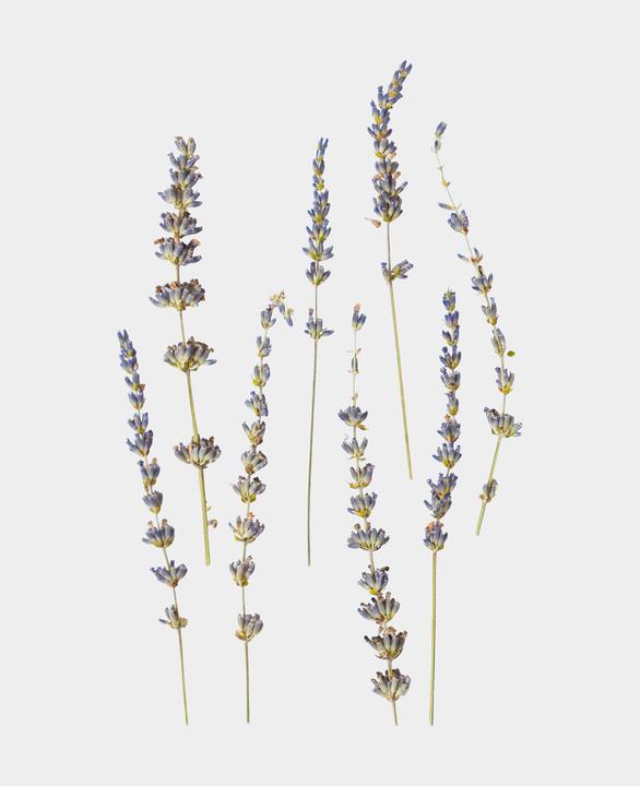 Produktbild I Am Creative Trockenblumen Lavendel (Trockenblumen)