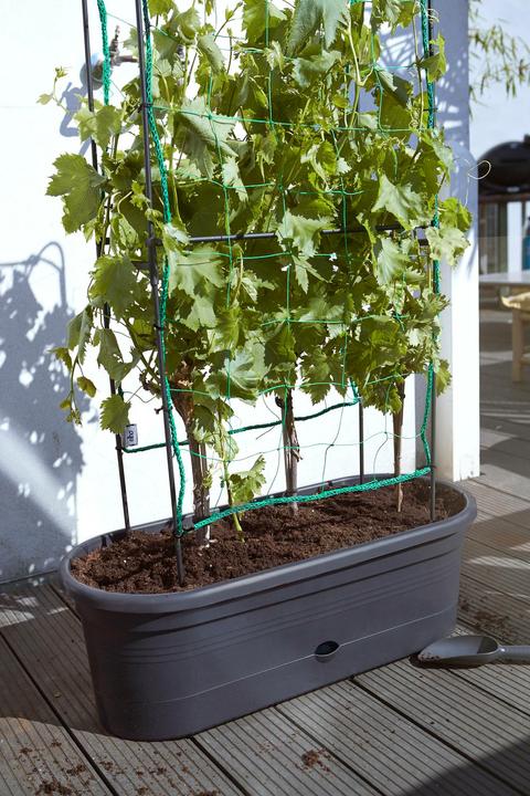 Immagine prodotto Elho Green Basics (78 cm)