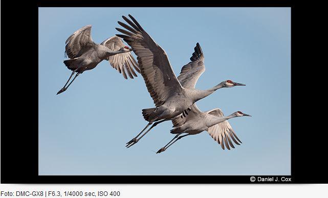 Produktbild Panasonic 100-400mm f/4-6.3 Leica DG Vario-Elmar ASPH. Power O.I.S. (Micro Four Thirds, Micro Four Thirds)