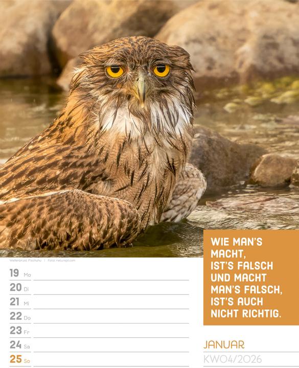 Produktbild Tierisch! Sprüchekalender - Wochenplaner Kalender 2026 (25 x 33 cm, Deutsch)