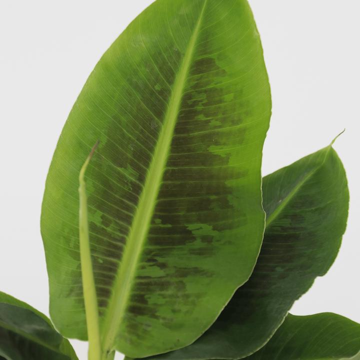 Immagine prodotto Plant in a Box Musa 'Oriental Dwarf' - (25 cm)