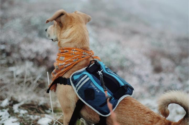 Produktbild Dogpak Moab Lite Hunderucksack M (M, Hundemantel)