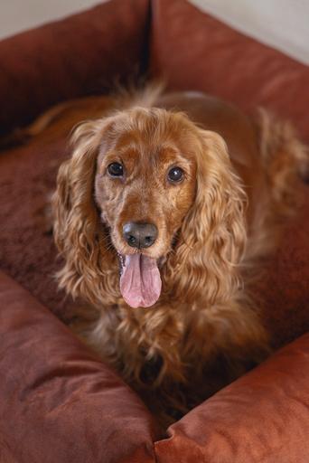 Actual product image Designed by Lotte Ribbed divan bed (Dog)