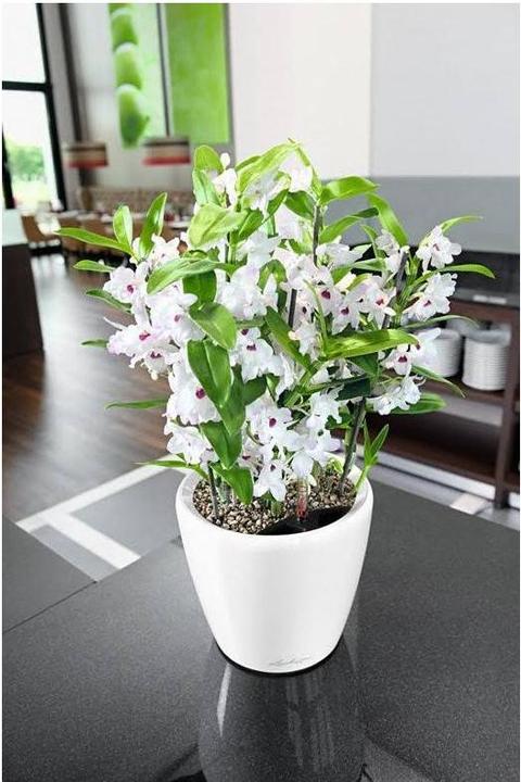 Actual product image Lechuza Classico (28.50 cm)