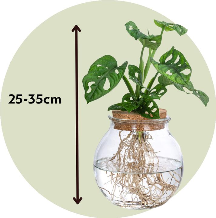 Actual product image Plant in a Box Monstera Adansonii 'Monkey Mask' - Window Leaf in Glass (35 cm)