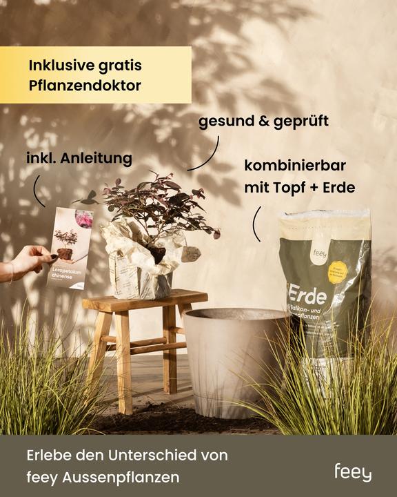 Actual product image feey Lavendel (15 cm, Animal friendly)