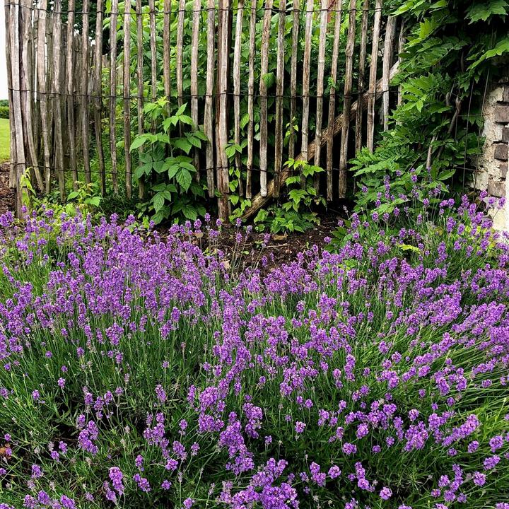 Produktbild Plant in a Box Lavandula angustifolia - 12er Set (15 cm)