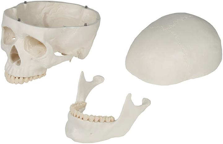 Image du produit Erler Zimmer Modèle de crâne, 3 pièces (18 x 19 x 12 cm)