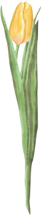 Actual product image Trenddeko Tulip Watercolor (12 x 60 cm, 10 x 50 cm, 14 x 70 cm, 17 x 90 cm, 8 x 40 cm, 16 x 80 cm, 6 x 30 cm)
