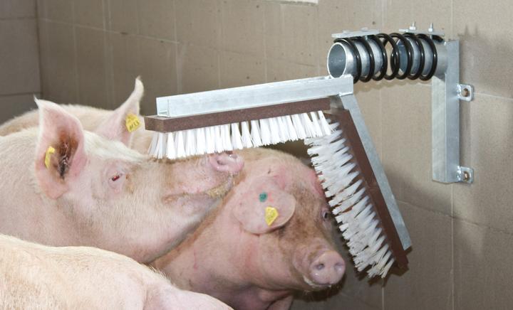 Actual product image Kerbl Pig scratching brush