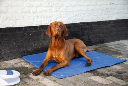 Immagine prodotto Beeztees Veloce (Cane)