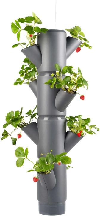 Image du produit Gusta Garden Sissi Fraise (48 cm)