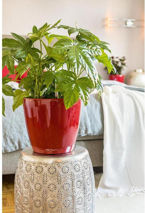 Actual product image Lechuza Classico (28.50 cm)