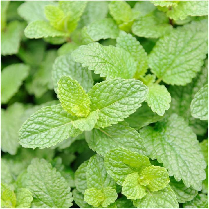 Immagine prodotto Rausch Gel doccia alla menta Fraîcheur (200 ml)