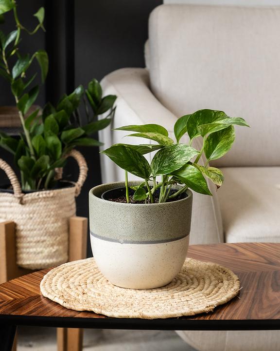 Immagine prodotto feey Efeutute Marble Queen (25 cm, Appena rinvasata)