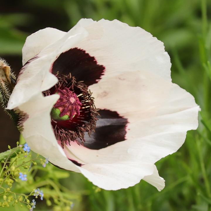 Produktbild Plant in a Box Papaver Orientale - 20er-Set Mohnblumen (10 cm)