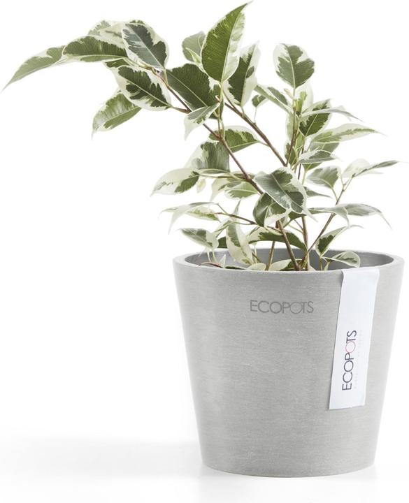 Actual product image Ecopots Amsterdam Mini (10.50 cm)