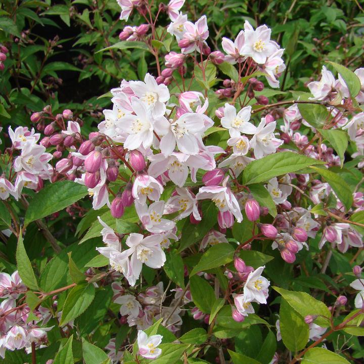 Produktbild Zulauf Kalmien-Deutzie / Deutzia purp. 'Kalmiiflora' (100 cm)